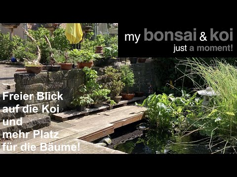 Garten - just a moment - Freier Blick auf die Koi und mehr Platz für die Bäume!