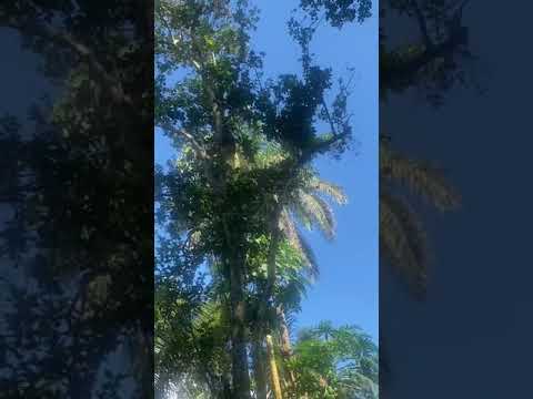 Africa Sierra Leone vlogs: picking oranges.