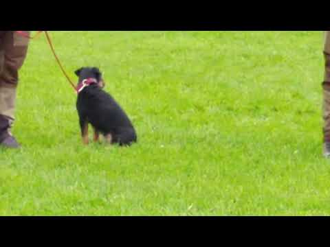 Jagdterrier vs. Heideterrier & Westphalianterrier