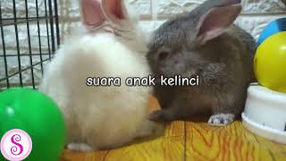 Download lagu suara anak kelinci imut | Sofia Suara mp3