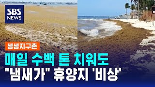 매일 수백 톤 치워도.."냄새가" 휴양지 '비상' / SBS / 생생지구촌