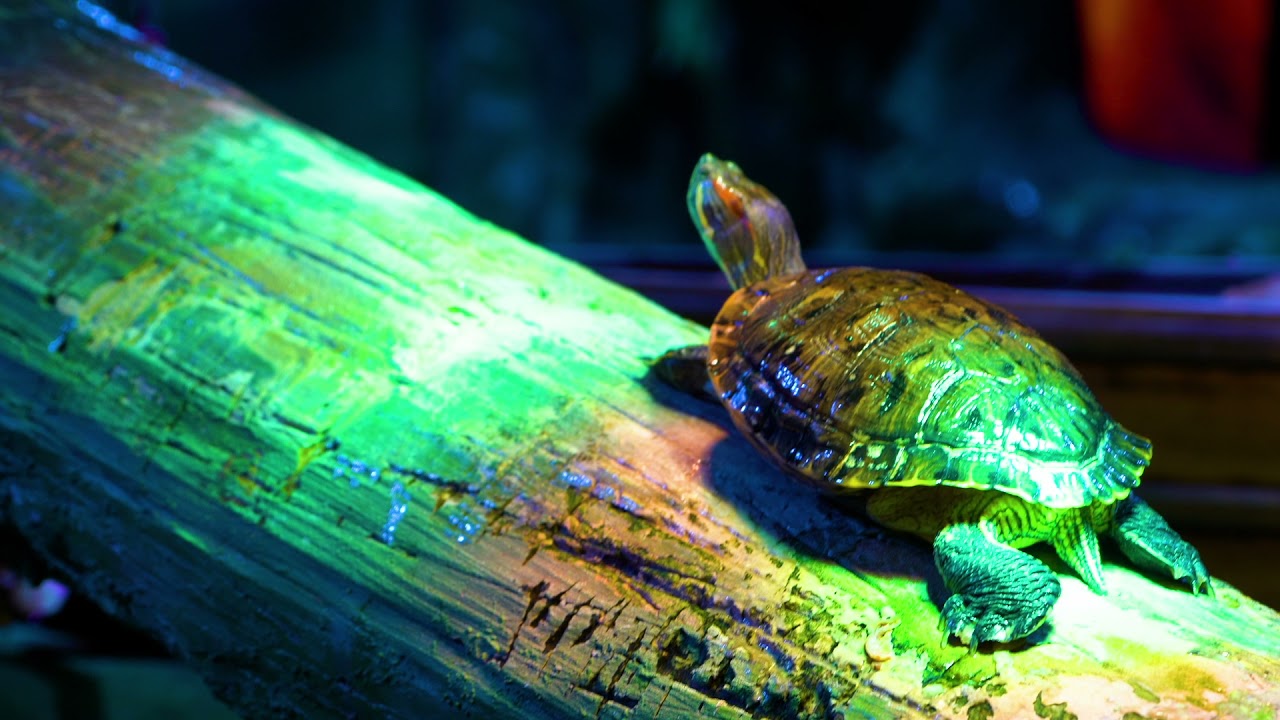 the national aquarium