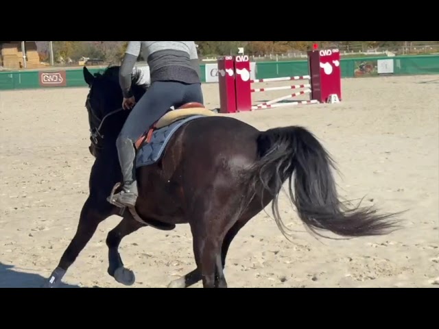 Hongre SF 6 ans CSO/CCE