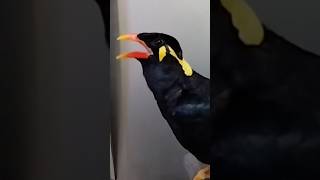 Download lagu Beo Jinak Pintar Bersiul #shorts #short mp3