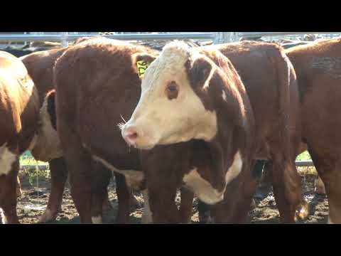 Georgia Beef Challenge | UGA Beef Team