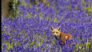 Van Morrison - Summertime In England