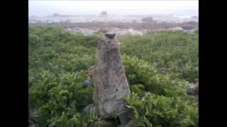 David Murray-Evidence