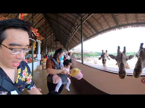 Safari World Giraffe Feeding