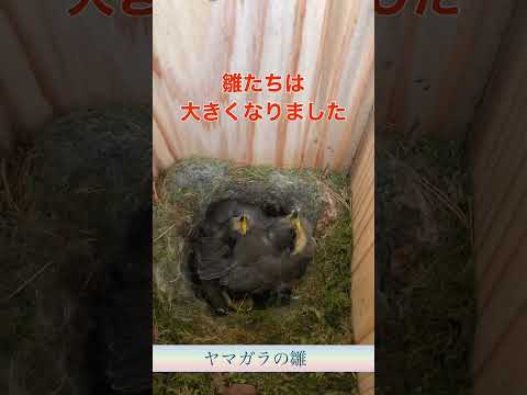 鳥を引き寄せるために巣箱に何を置くべきですか？羽のある鳥にとって最高の環境を作り出すための詳細なガイド!  庭園