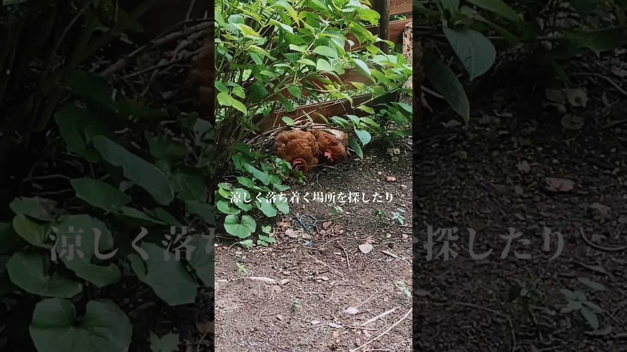 自由なニワトリたち🐓真夏庭での過ごし方#ガーデニング#にわとり#庭#動物#暮らし