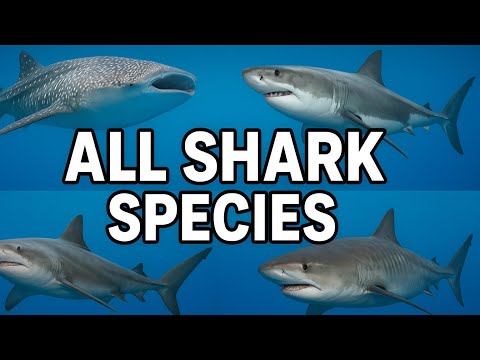 Sharks of the World: The Ultimate Guide to Every Major Species