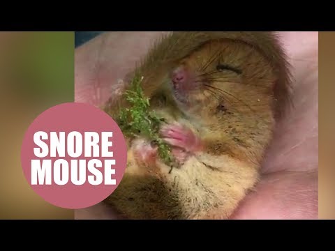 Adorable video shows a tiny dormouse waking up from its winter slumber