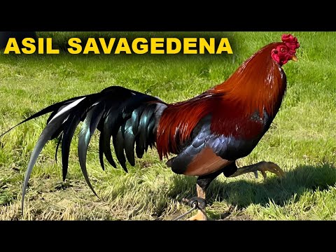 California Beautiful Birds Asil Yellow Leg Sweater Grey Penny Hatch Savagedena Farm - Farm visit