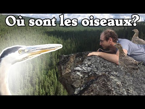 Où sont les oiseaux - Ornithologie en Abitibi