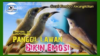 Download lagu Pancingan KOMBO MACET | Suara Cucak Kombo | Kecial Kombo GACOR mp3 Download lagu Pancingan KOMBO MACET | Suara Cucak Kombo | Kecial Kombo GACOR mp3