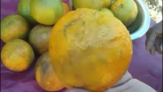 Sour Orange Some Benefits and Uses. Jamaican Homestyle remedy