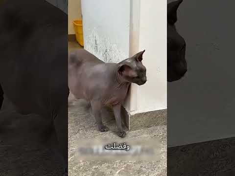 «كل ما ينضّف الحيطة… القطة ترجع توسّخها تاني! 😳🐱🔥»#shorts #reels #funny #explore