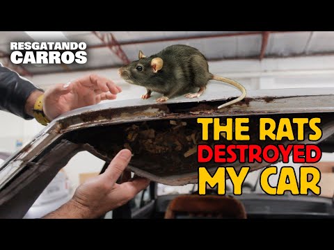 THE RATS DESTROYED MY CAR "Rescuing Cars"