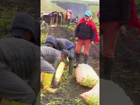 Viva Riobamba 🎉 #chimborazo #riobamba #kichwa