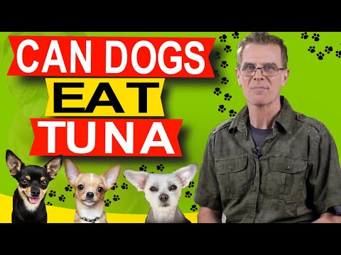 YouTube video about: Can dogs eat caesar salad?