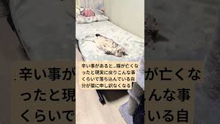 #cat#猫