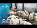 LIVE: Lammetjes, lammetjes en nog eens lammetjes: geboortegolf in volle gang ?