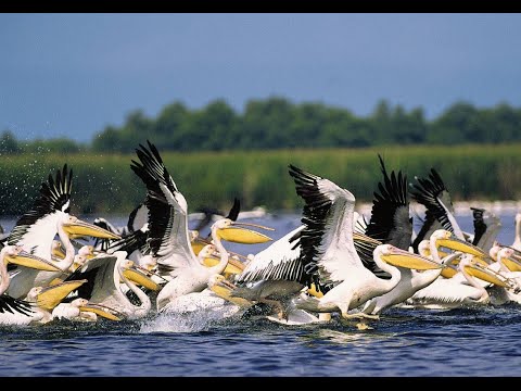 Prezentare Satul MILA 23, Delta Dunarii, Tulcea - Mila 23 Village, Danube Delta, Tulcea Romania