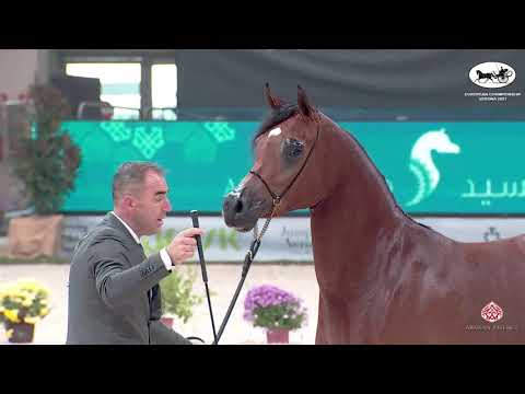 N 21 BOAS PRIMAVERA   European Championship 2021   VERONA   Fillies 2 Years Old Class 4