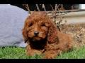 Mini Goldendoodle dogs for sale: Sweetie  - Video 1