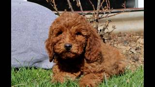 Video preview image #1 Goldendoodle (Miniature) Puppy For Sale in AIRVILLE, PA, USA