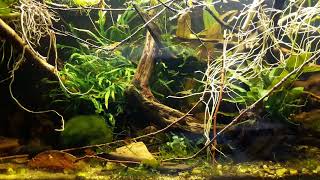 boraras brigittae 02