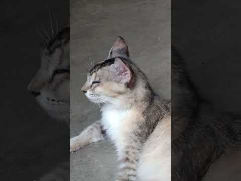 #cutecatsounds , #cutecat,#girija #cutcatvideo