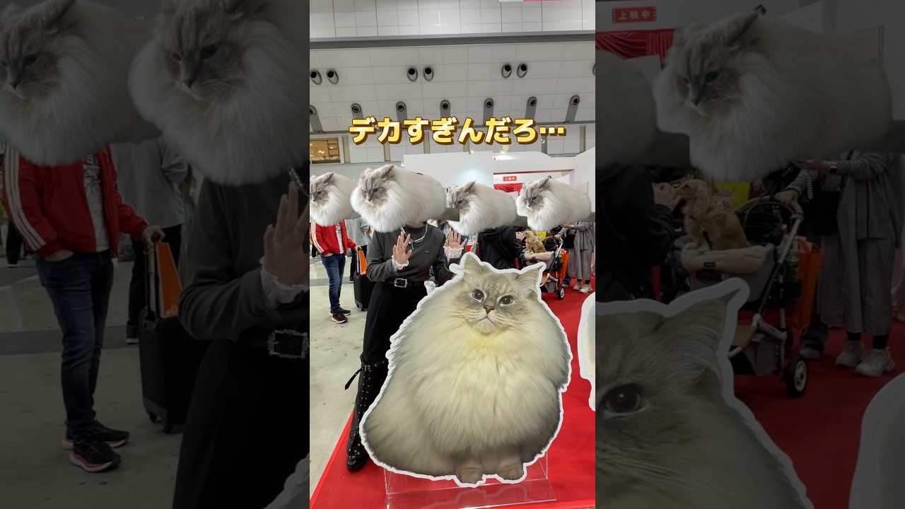 【デカ】等身大かと思ったらドデカパネルがあった件 #cat #サイベリアン #ネヴァマスカレード #猫 #shorts