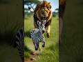Zebra Vs Lion Fight For Baby Zebra Lion Motherslove
