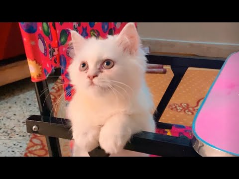 Fun with Cat || Funny Cat || Oreo fun time || We ThRee VloGger’s ||