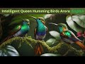 The Royal Hummingbird Queen And Her Fascinating Colony Whale Fq8mg Story Teller