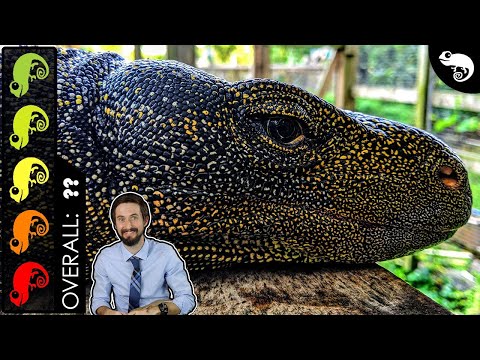 What monitor lizards can be pets?