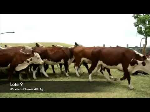 Lote 35 Vacas de Invernada Hereford 400kg -  en Establecimiento las Delicias - Paraje la Bolsa, ruta 30 km 176. entra al sur 8 km.