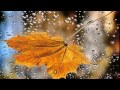 Видео-проект. Осенние листья. В. Ребиков 