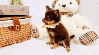 ハーフ犬の動画01