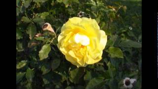 X&#39;MAS MEDLEY (CHA-CHA).wmv