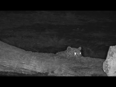 Djuma: Leopard-Hosana male hiding and watching a Duiker - 04:25 - 07/27/19
