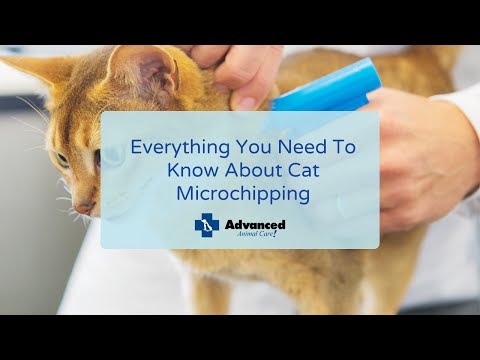 Everything You Need To Know About Cat Microchipping
