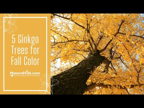 5 Ginkgo Trees for Fall Color | NatureHills.com