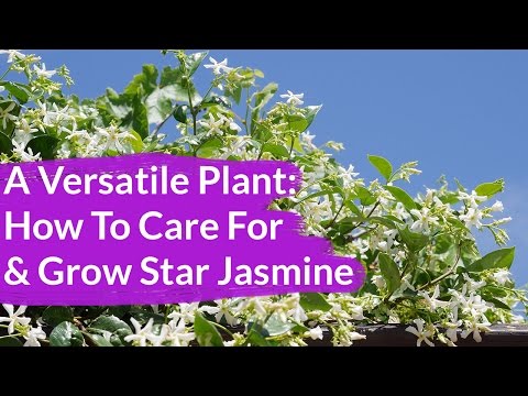 image-Does star jasmine grow in full shade?