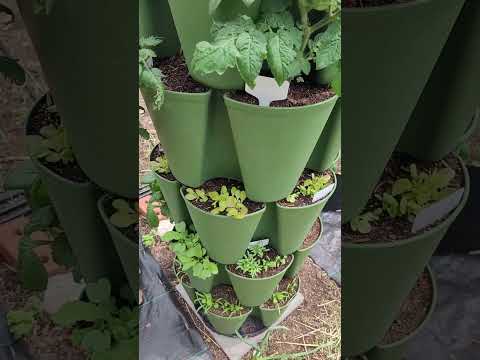 Explosive Ember Pepper Growing From Seedling Through The Summer