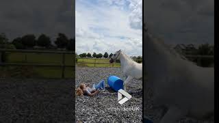 animales  entrenar al caballo