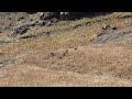 Perfect Long Range Shot On A Vaalie