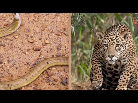 Uma alerta pra quem faz caminhada muito cuidado com cobras e onça