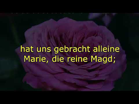 GGS10 GGB243 EG30 Es ist ein Ros entsprungen